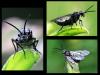 Dolerus sp.